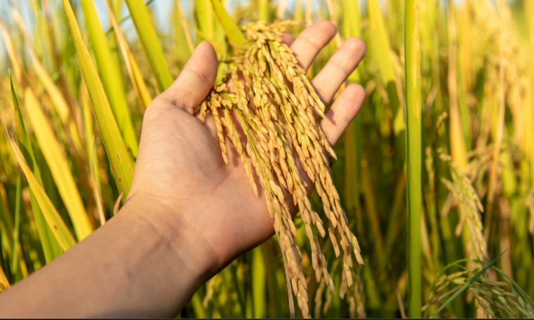 धान की फसल और चावल के खेत | MD BIOCOALS